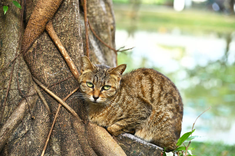 树旁的虎斑猫图片
