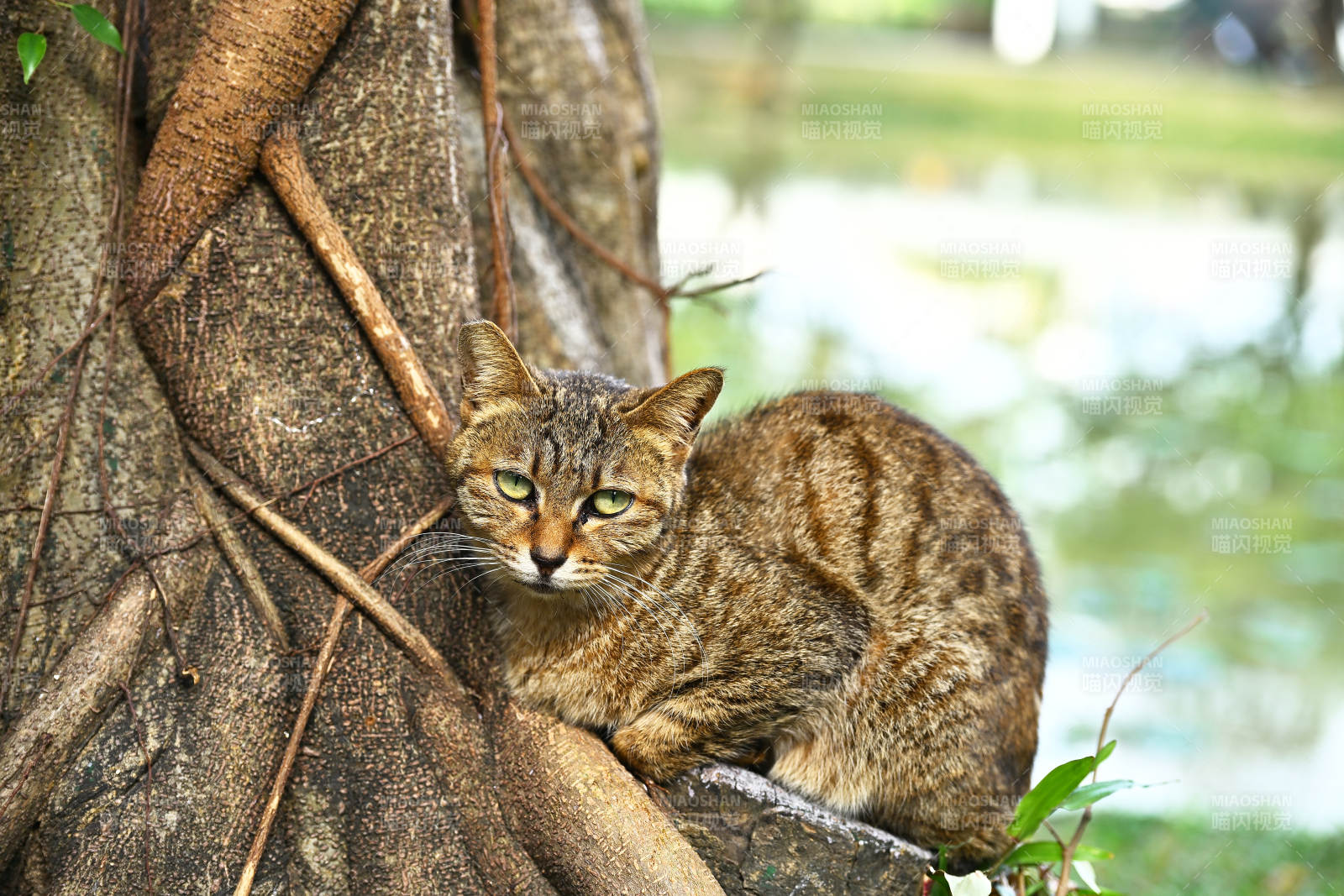 树旁的虎斑猫图片