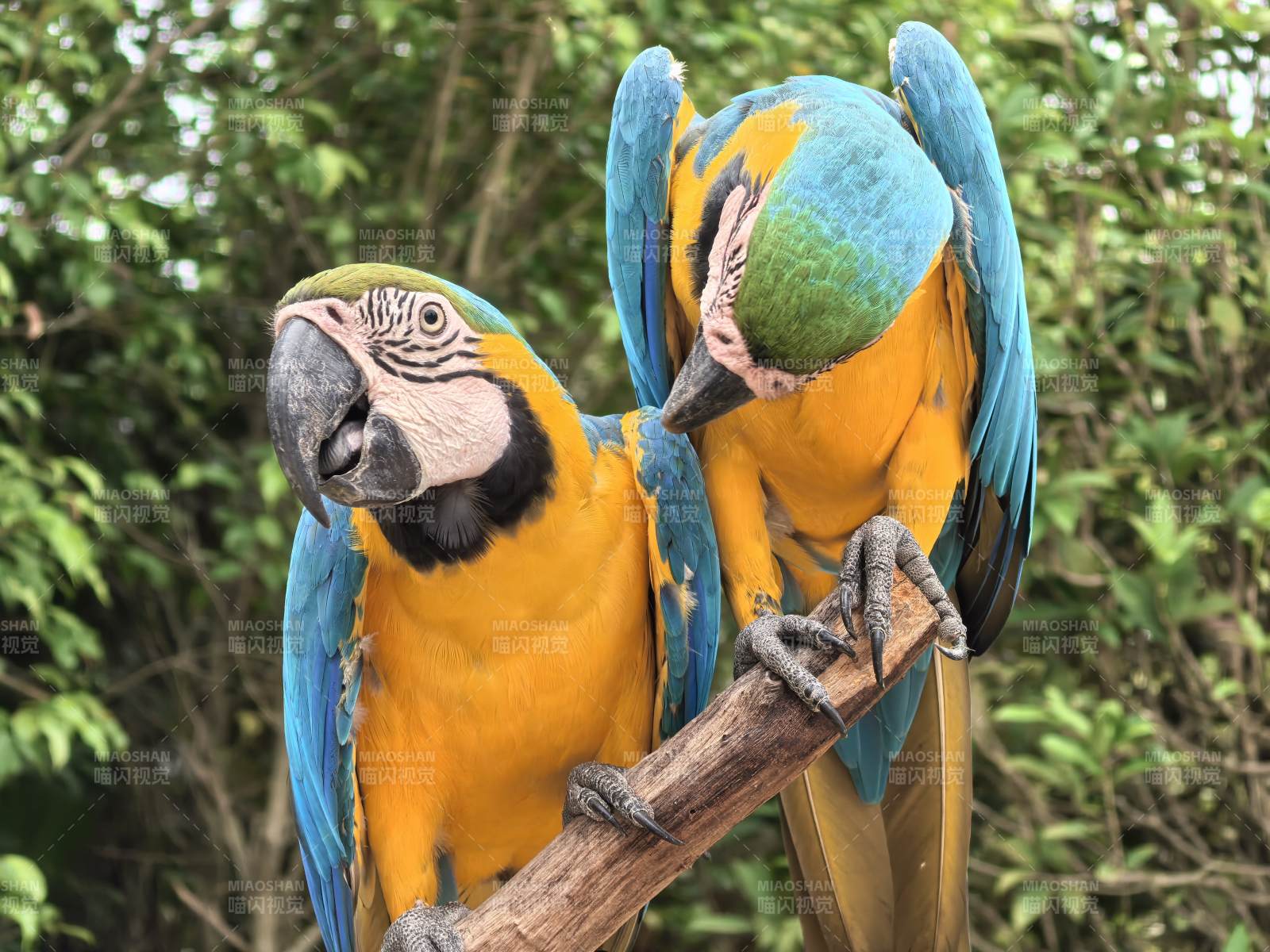 蓝黄金刚鹦鹉栖枝图片