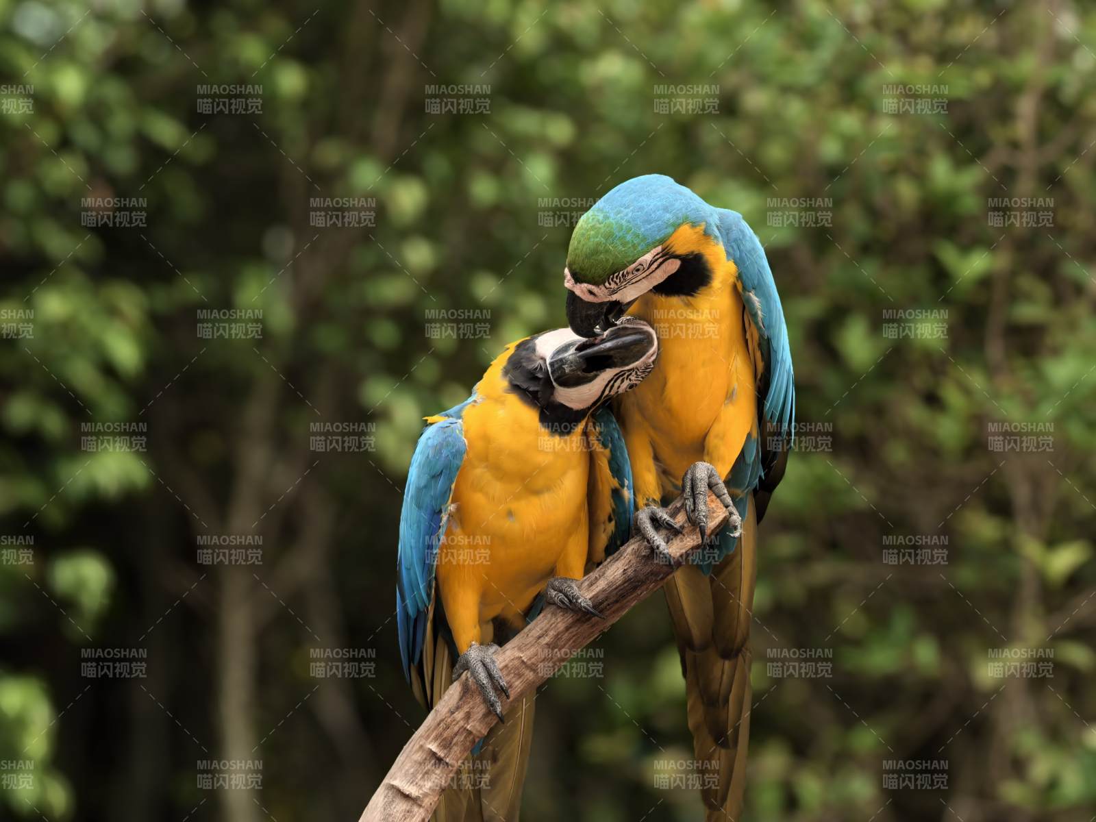 蓝黄金刚鹦鹉亲吻图片
