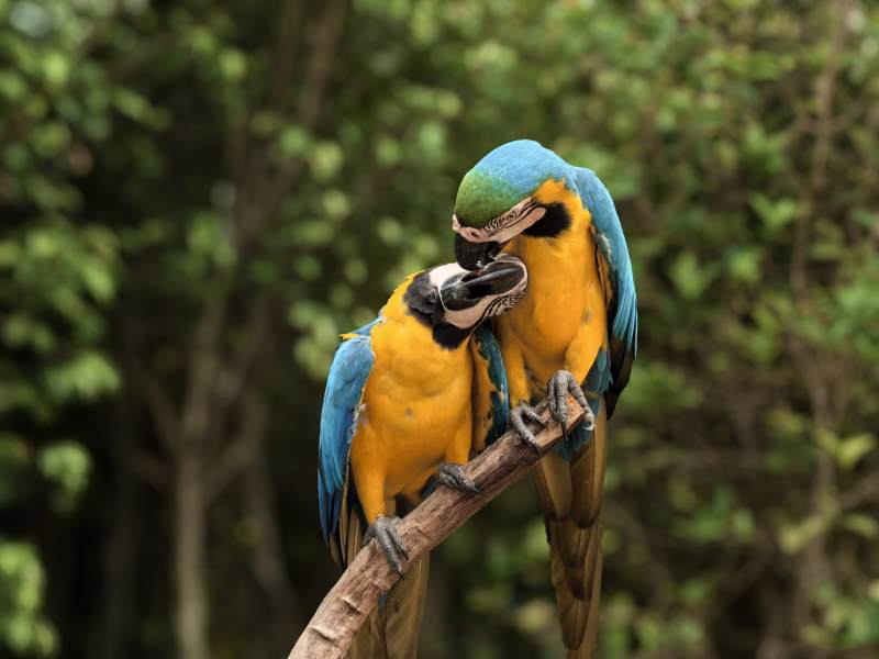 蓝黄金刚鹦鹉亲吻图片