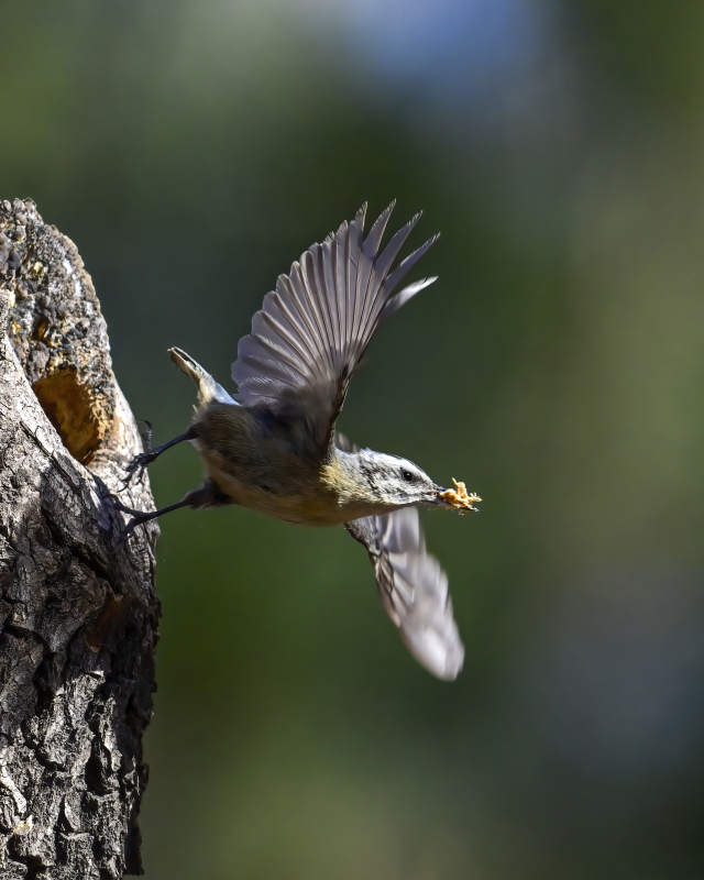 鸟儿衔食飞离树洞图片