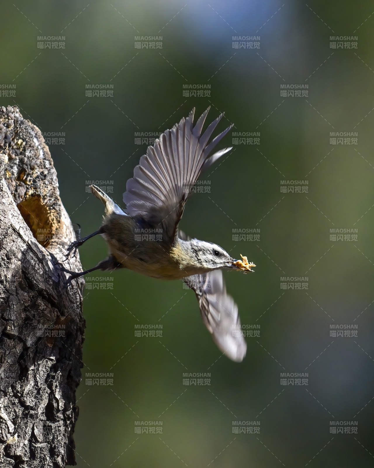 鸟儿衔食飞离树洞图片