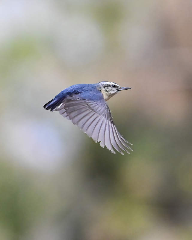 飞翔的蓝鸟图片