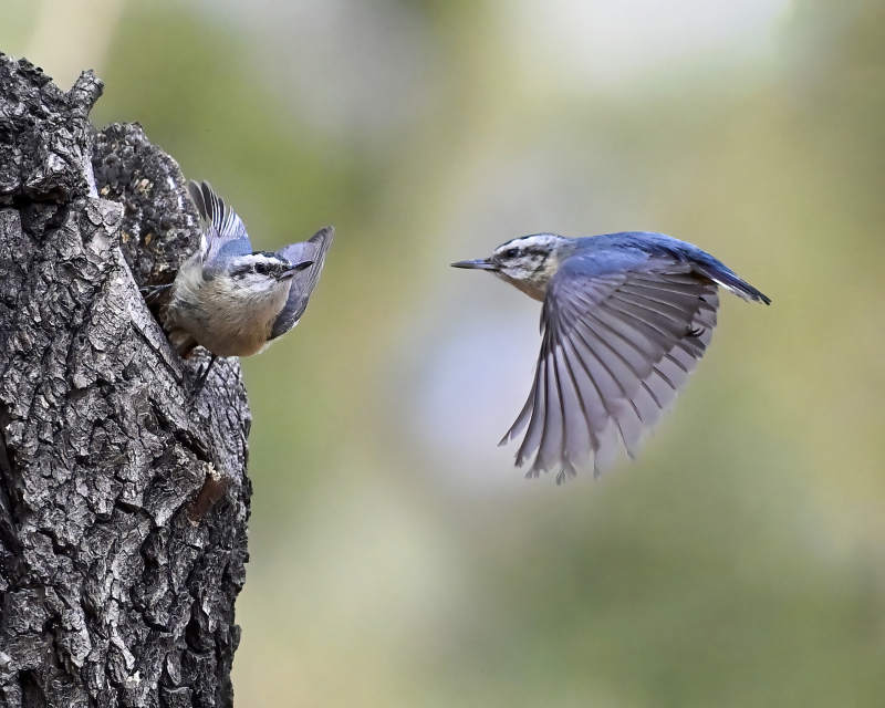 飞鸟与树洞图片