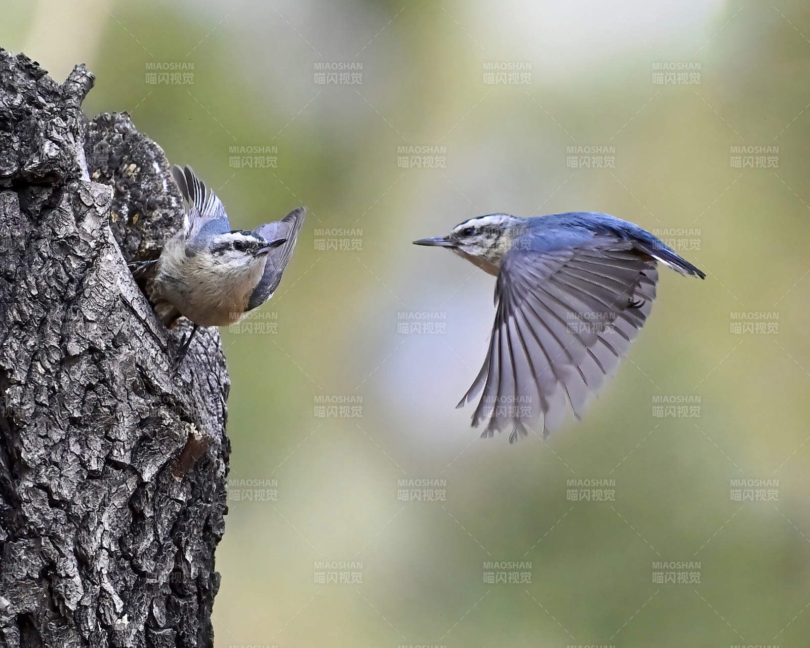 飞鸟与树洞图片