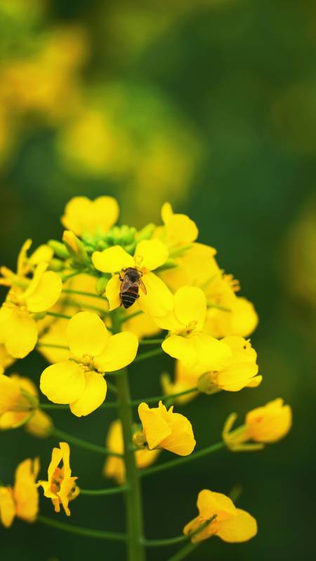 蜂采油菜花图片