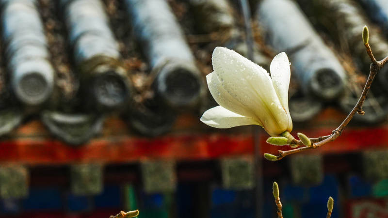 玉兰绽放古檐前图片