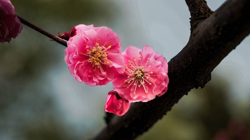 梅花绽放枝头图片