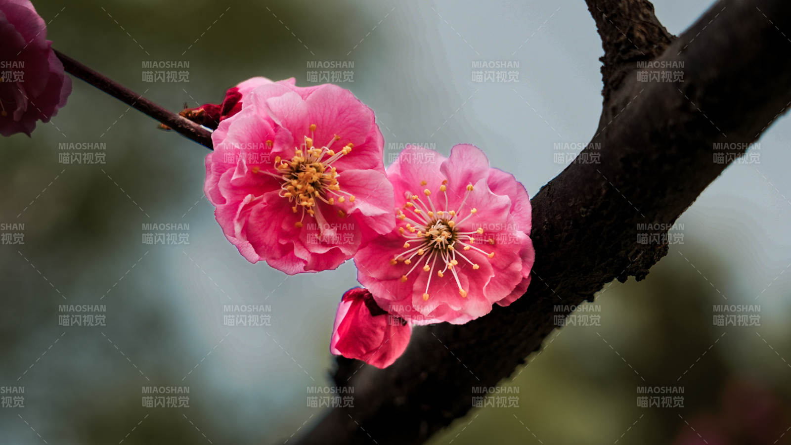 梅花绽放枝头图片