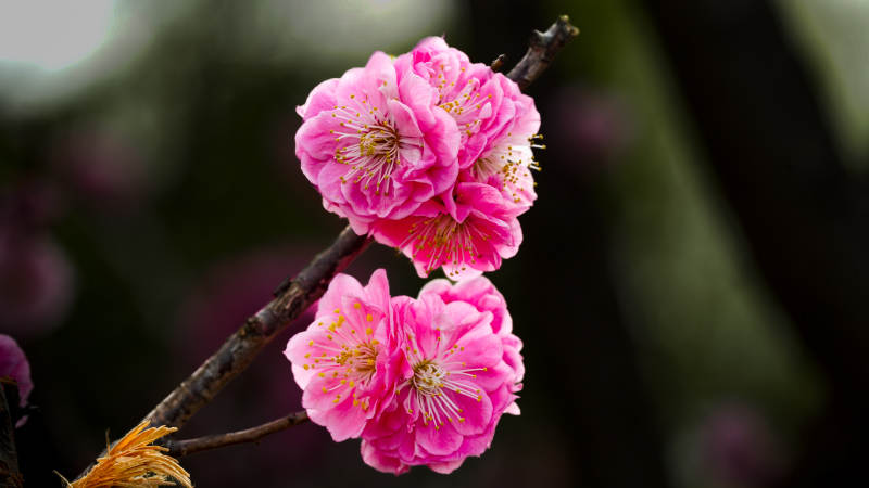 粉梅绽放枝头图片