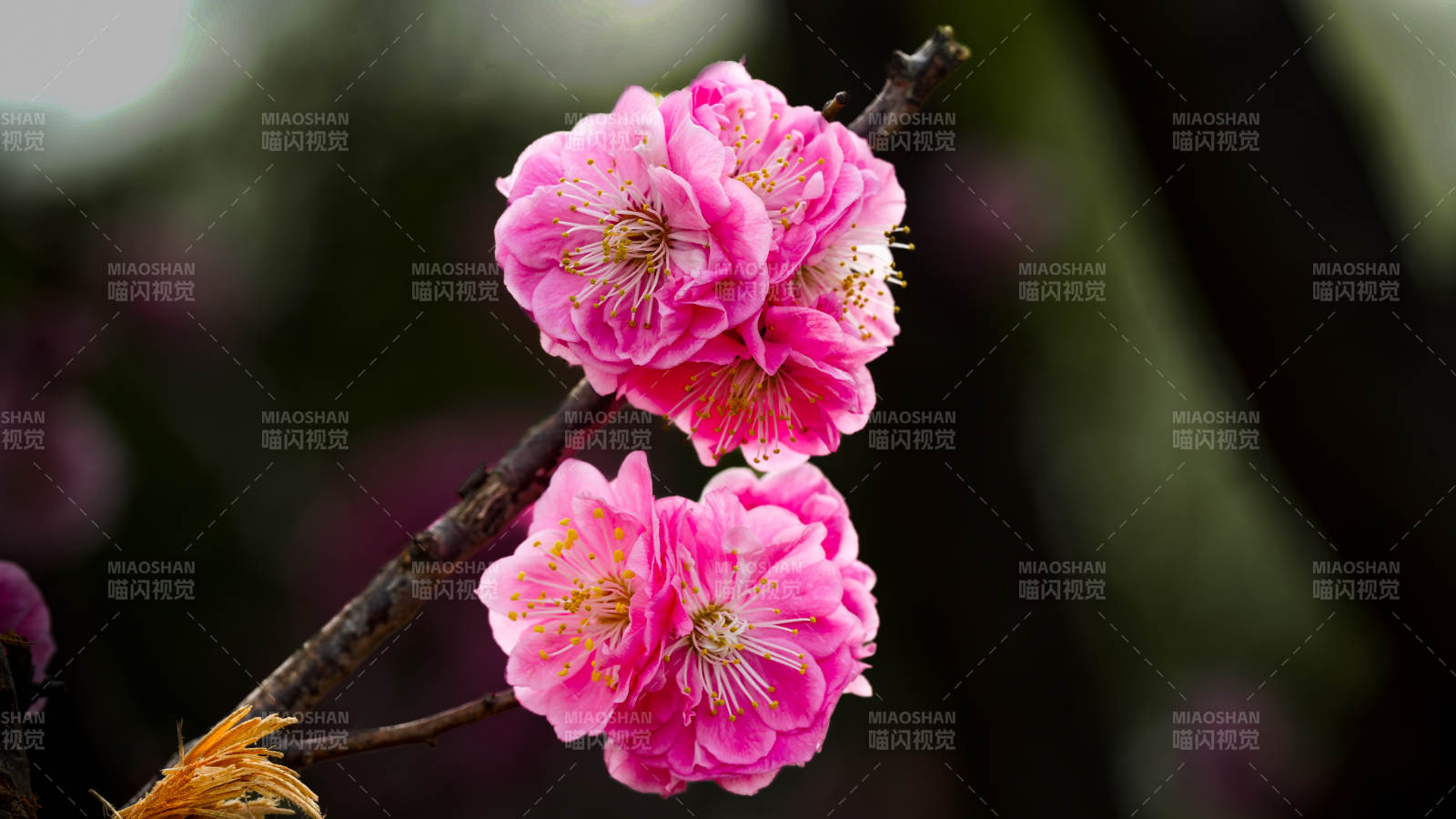 粉梅绽放枝头图片