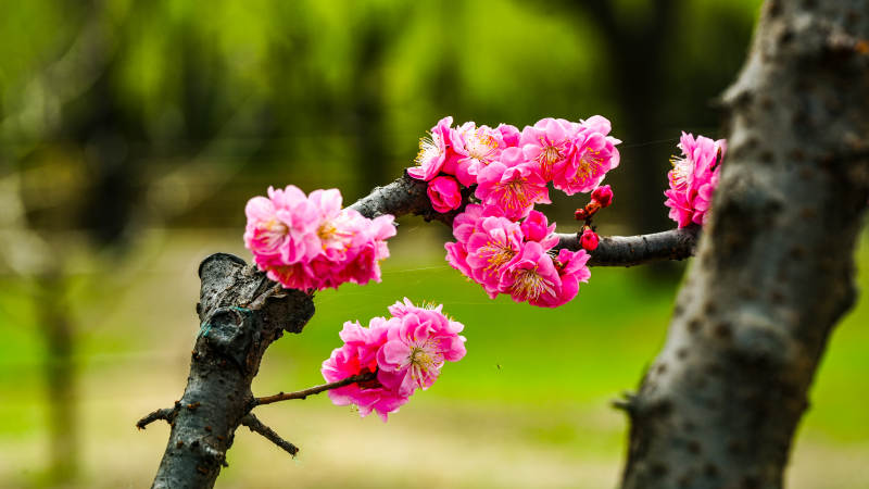 梅花绽放枝头图片