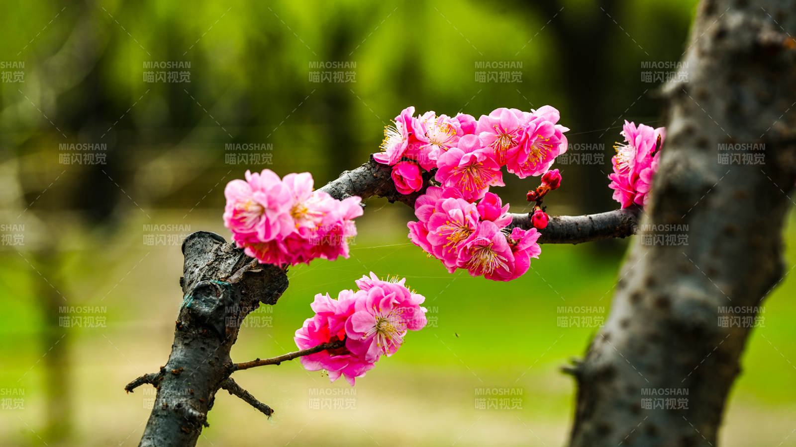 梅花绽放枝头图片