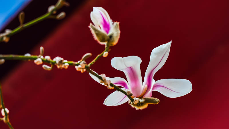 玉兰绽放 春意盎然图片