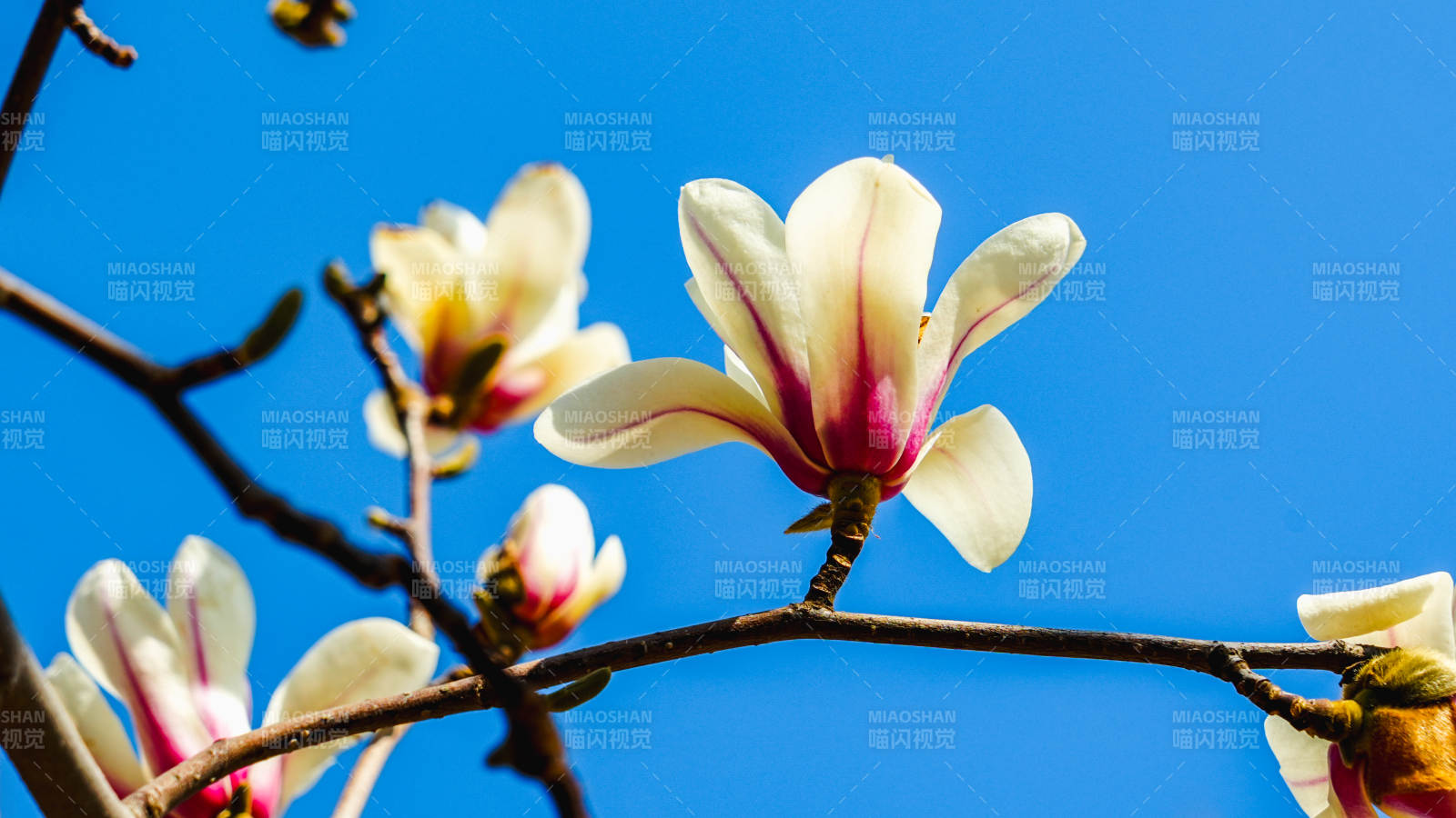 玉兰花绽放蓝天图片