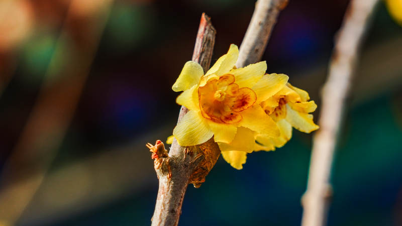 蜡梅绽放枝头图片