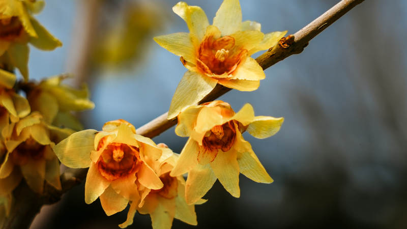 蜡梅绽放枝头图片