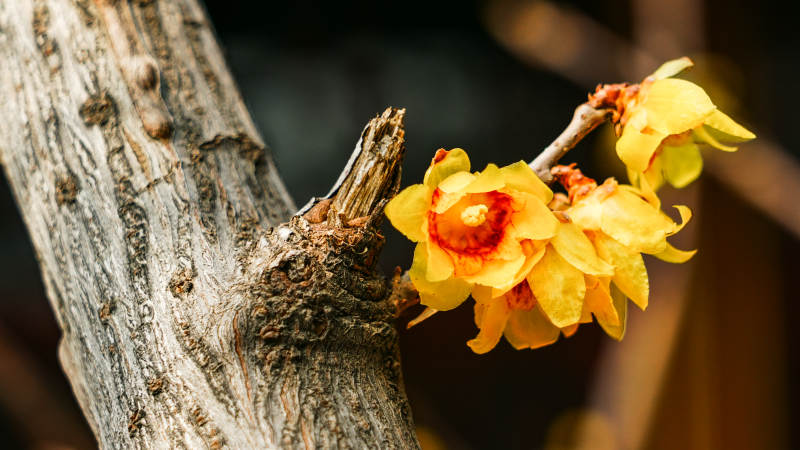 蜡梅绽放枝头图片