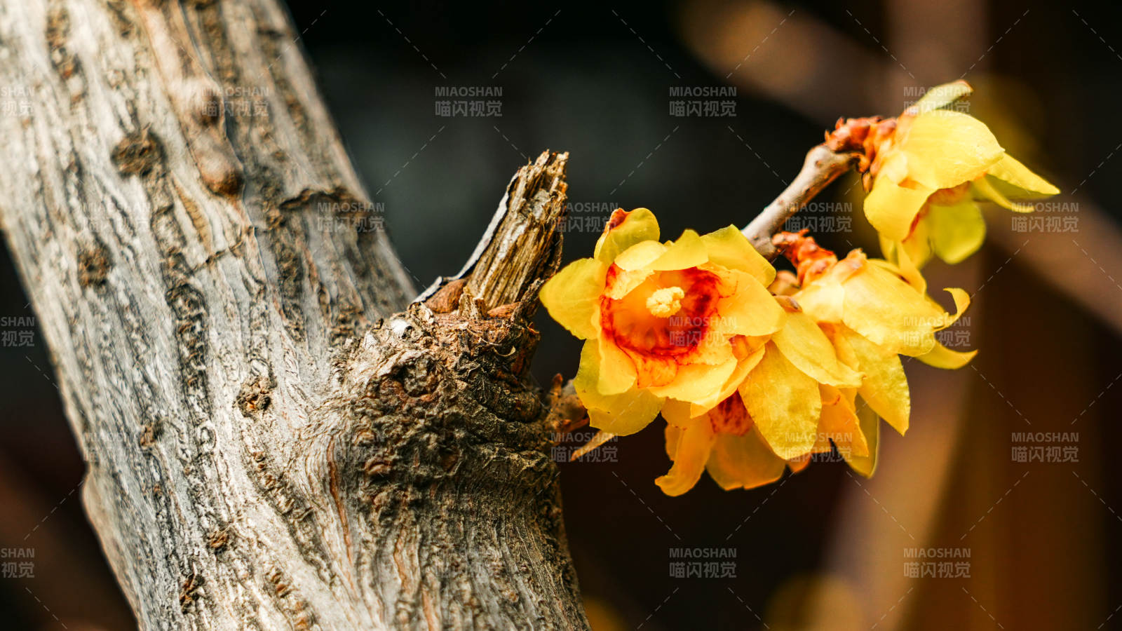 蜡梅绽放枝头图片