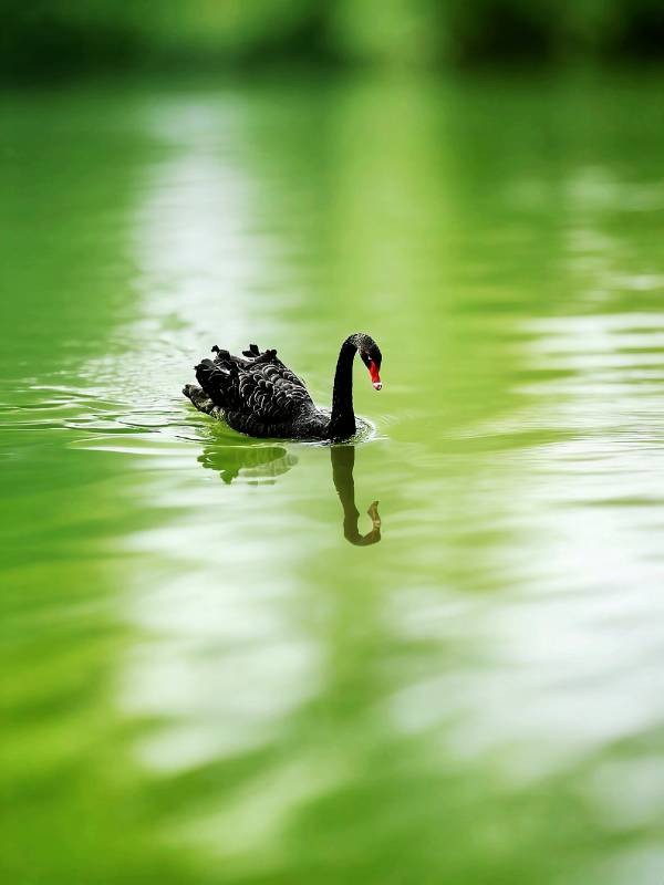 黑天鹅湖中独舞图片