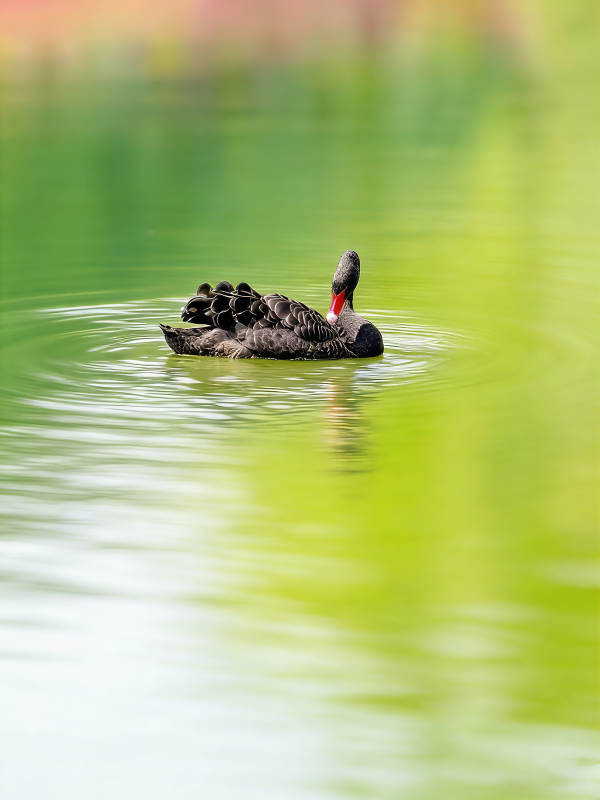 鸭子悠游碧水间图片