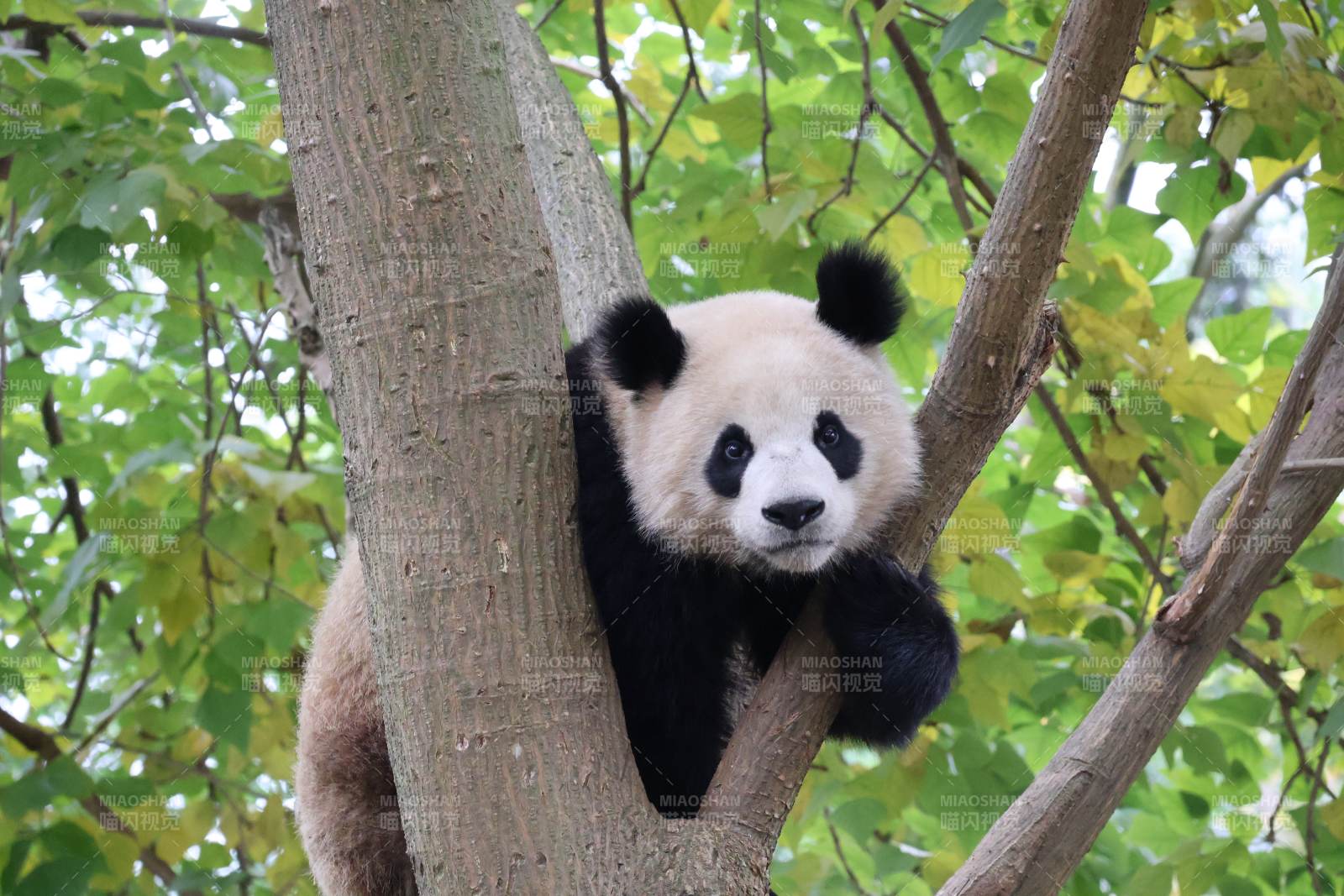 熊猫树上休憩图片