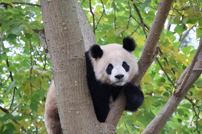 熊猫树上休憩图片