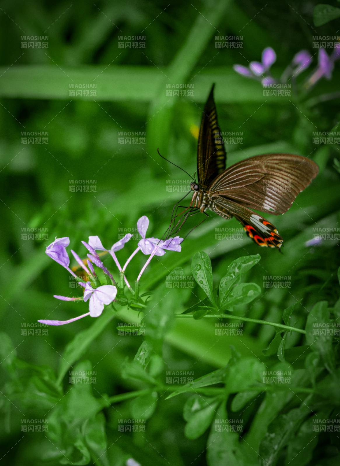 蝶舞紫花间图片