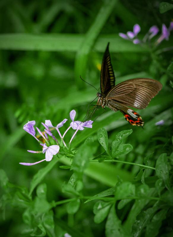 蝶舞紫花间图片