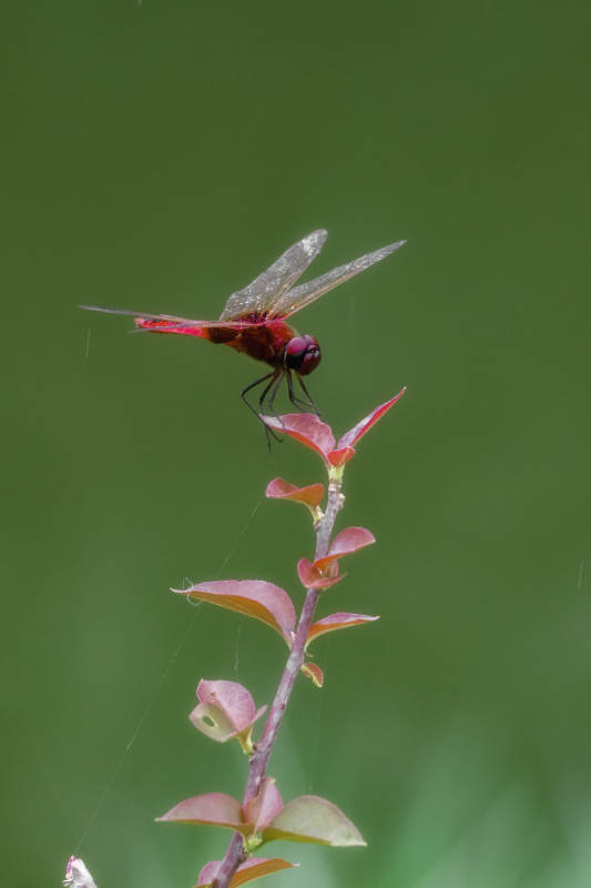 红蜻蜓栖枝头图片