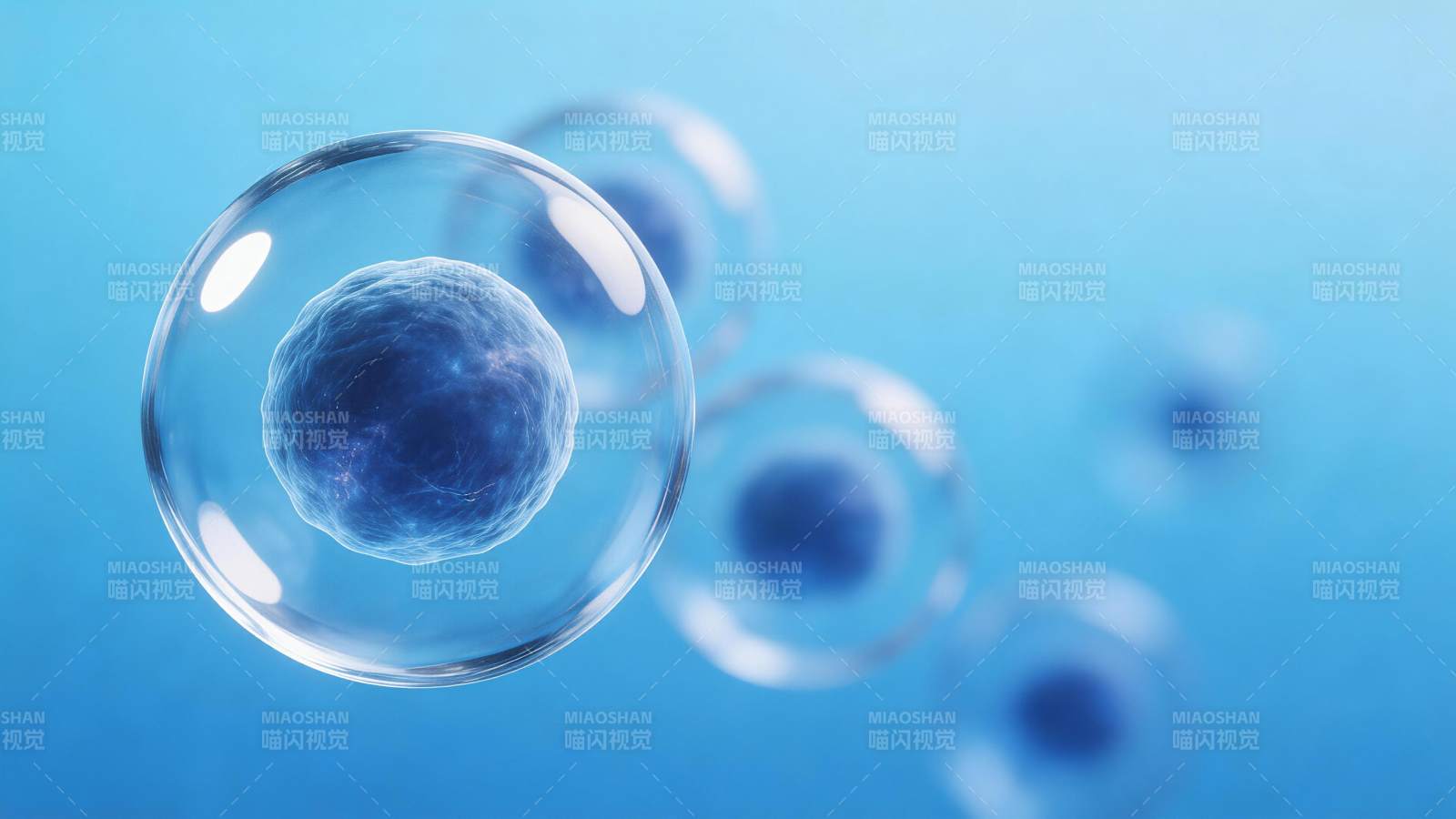 显微镜下蓝色细胞在透明液泡中悬浮图片