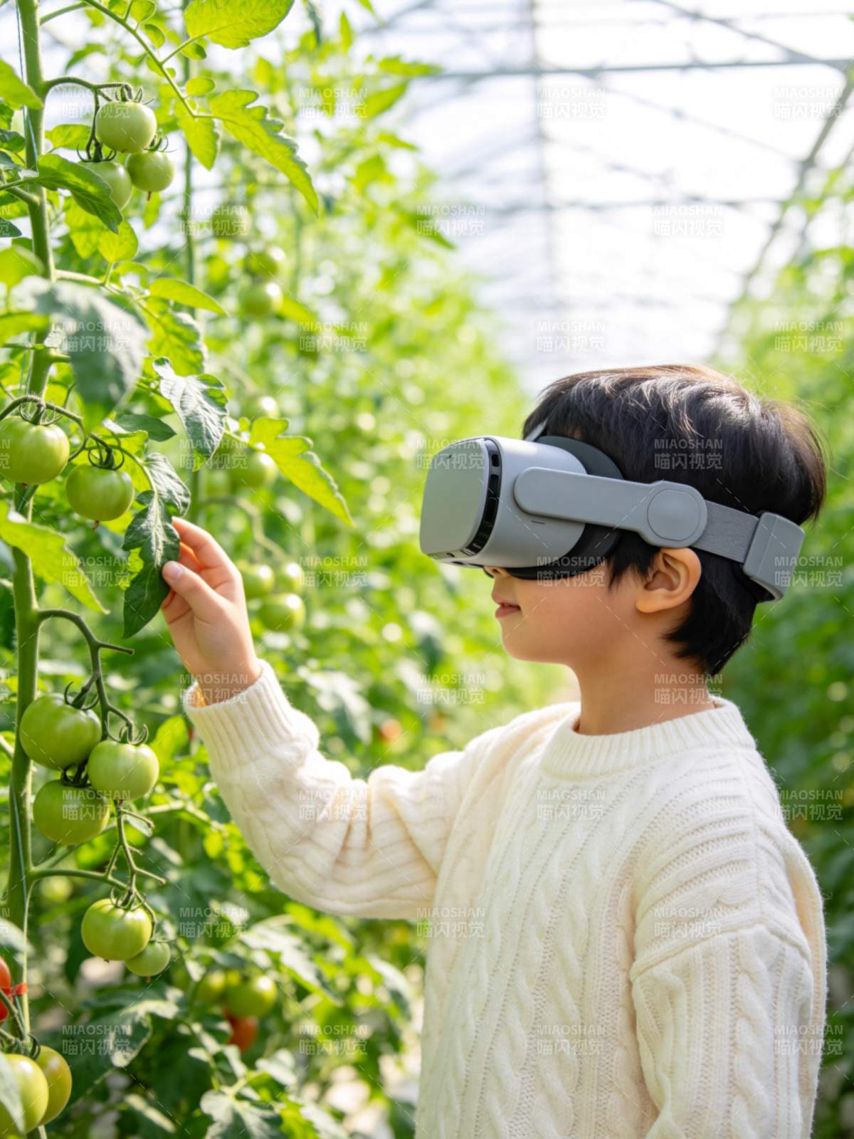 儿童佩戴VR设备观察温室番茄植株图片