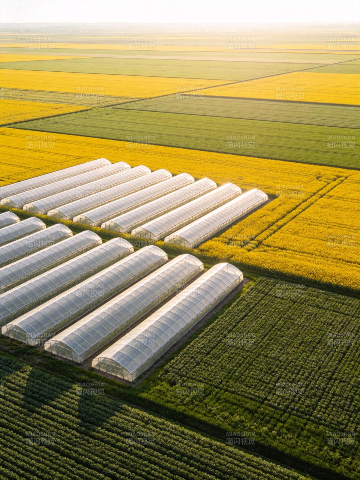 农田中整齐排列的温室大棚与彩色作物田块图片