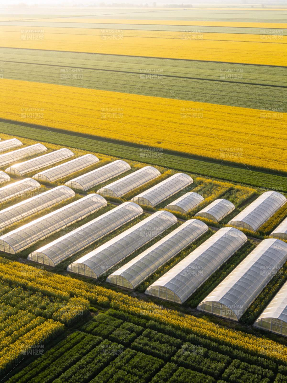 农田中整齐排列的温室大棚与彩色作物带图片