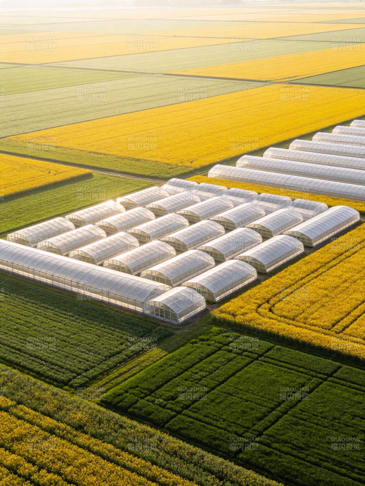 农田中整齐排列的温室大棚与彩色作物田块图片