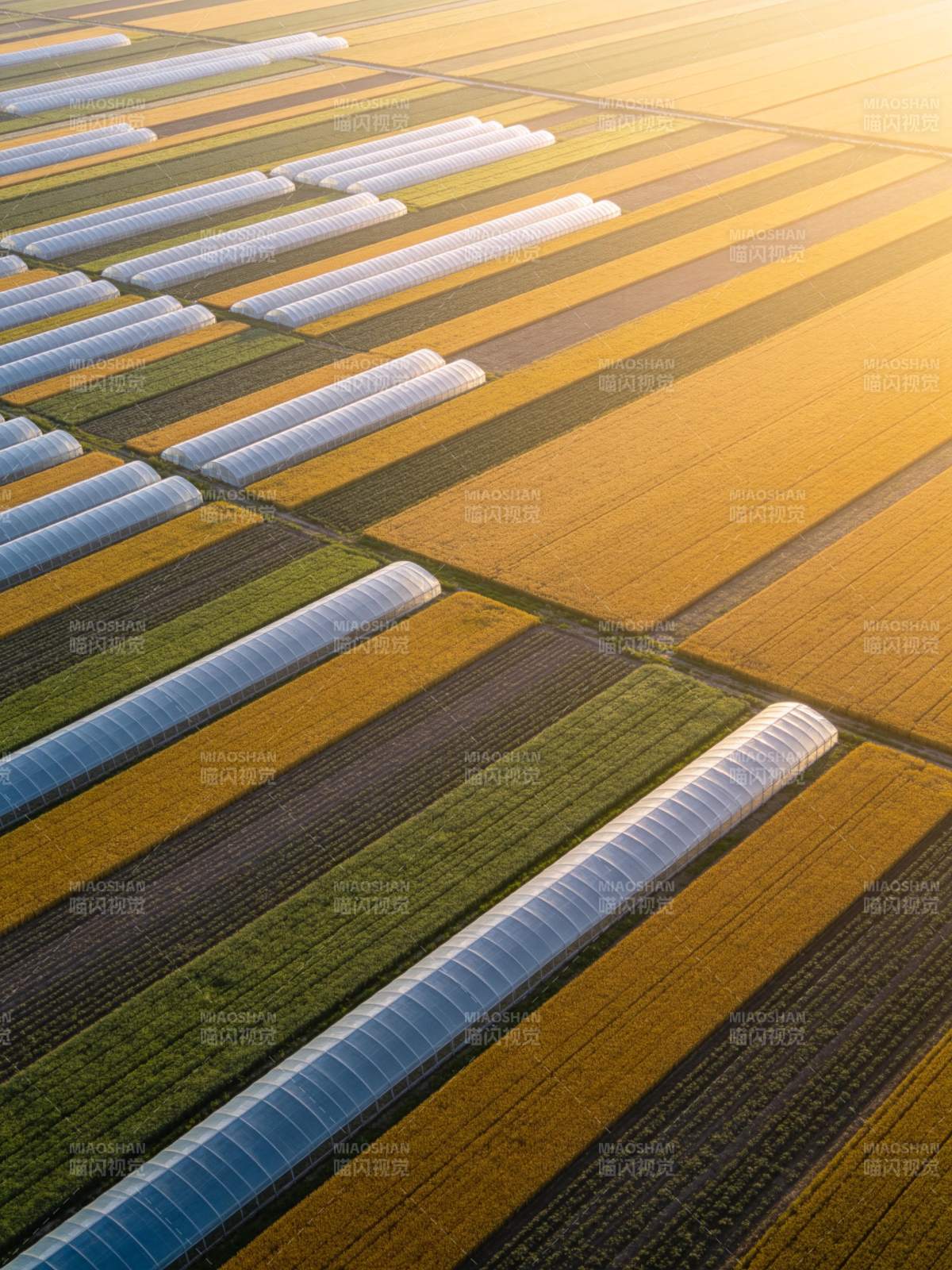航拍农田中整齐排列的温室大棚与作物带图片