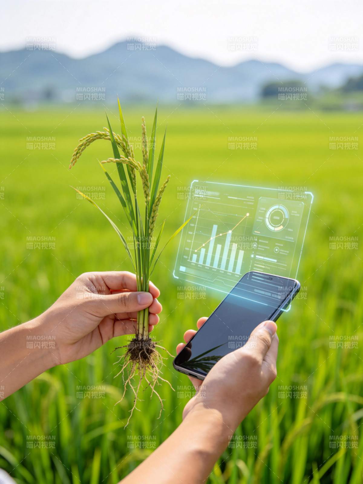 手持稻苗与手机显示农业数据图表图片