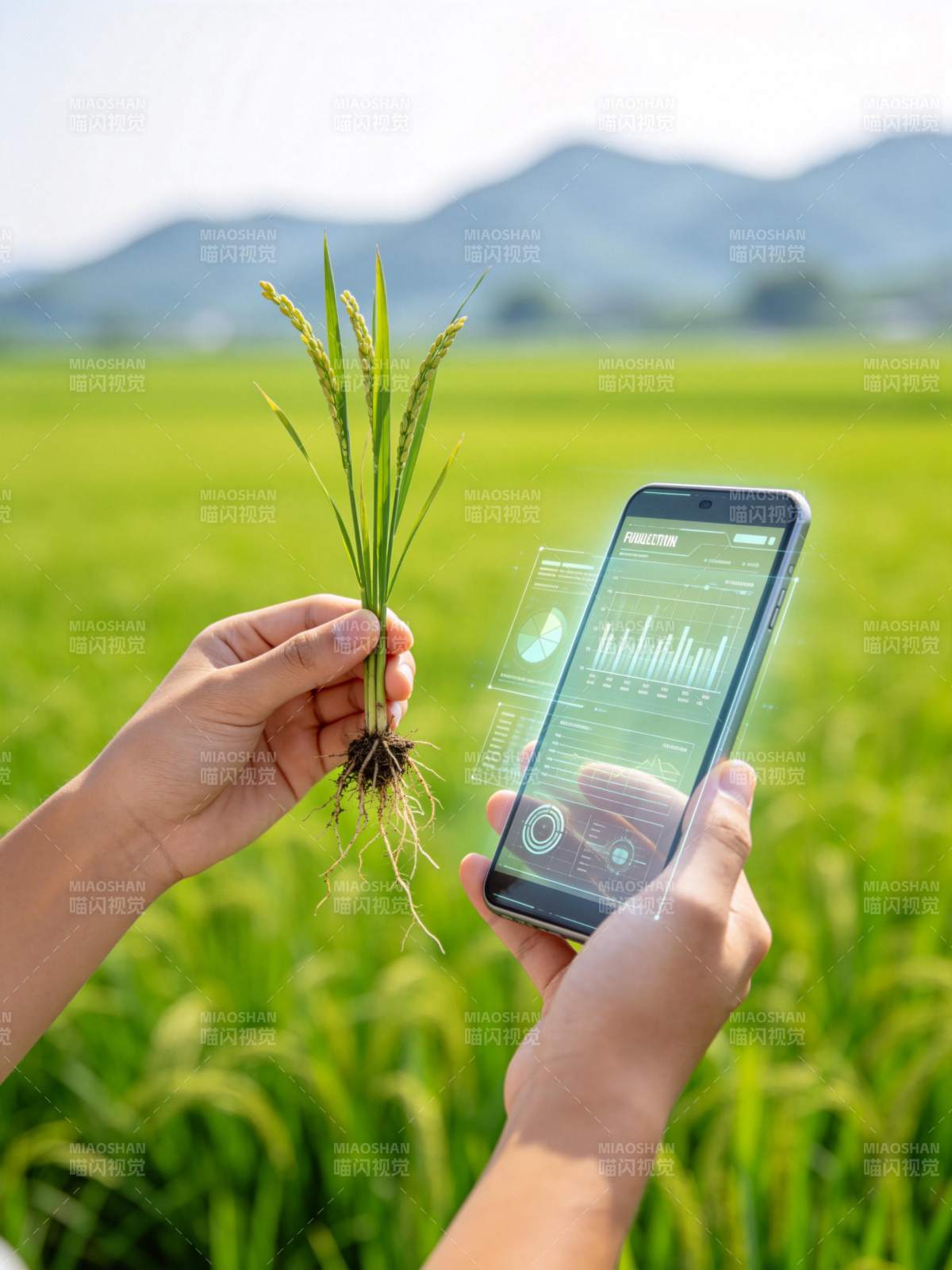 手持稻苗与智能手机分析农田数据图片
