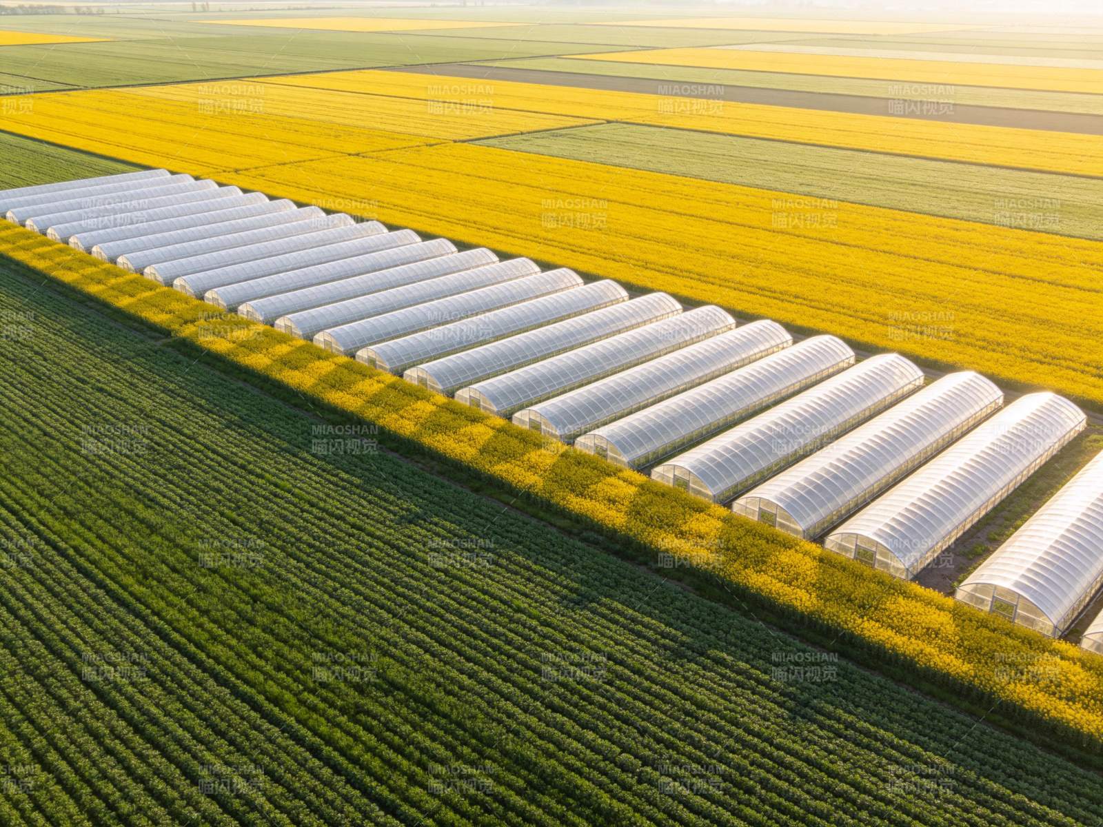整齐排列的温室大棚与彩色农田航拍图图片
