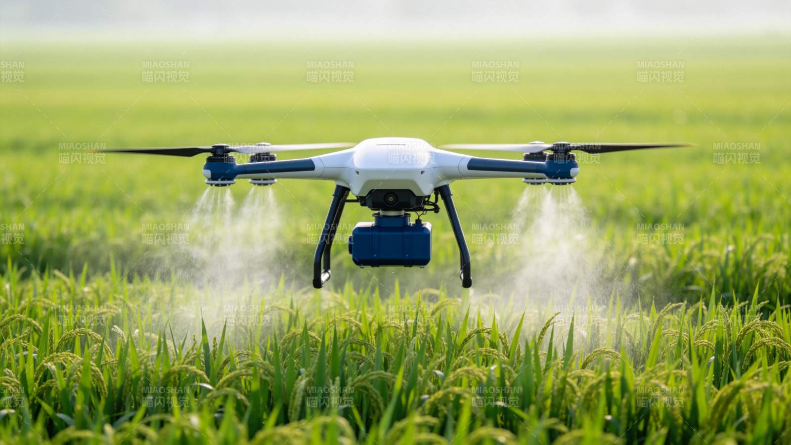 农业无人机在稻田中喷洒农药作业图片
