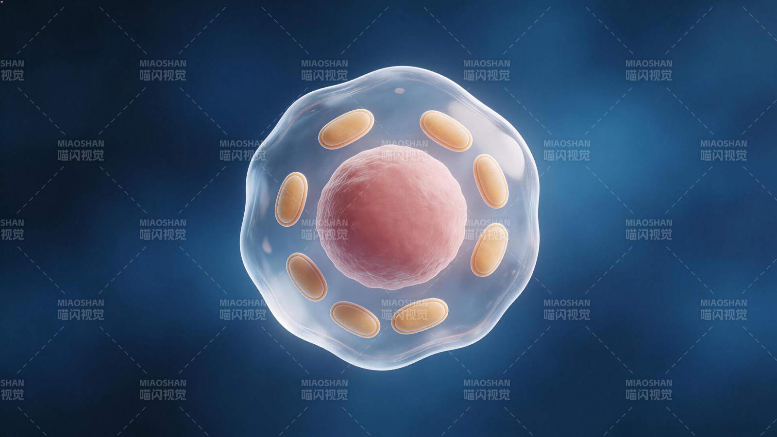 细胞结构示意图展示细胞核与细胞器分布图片