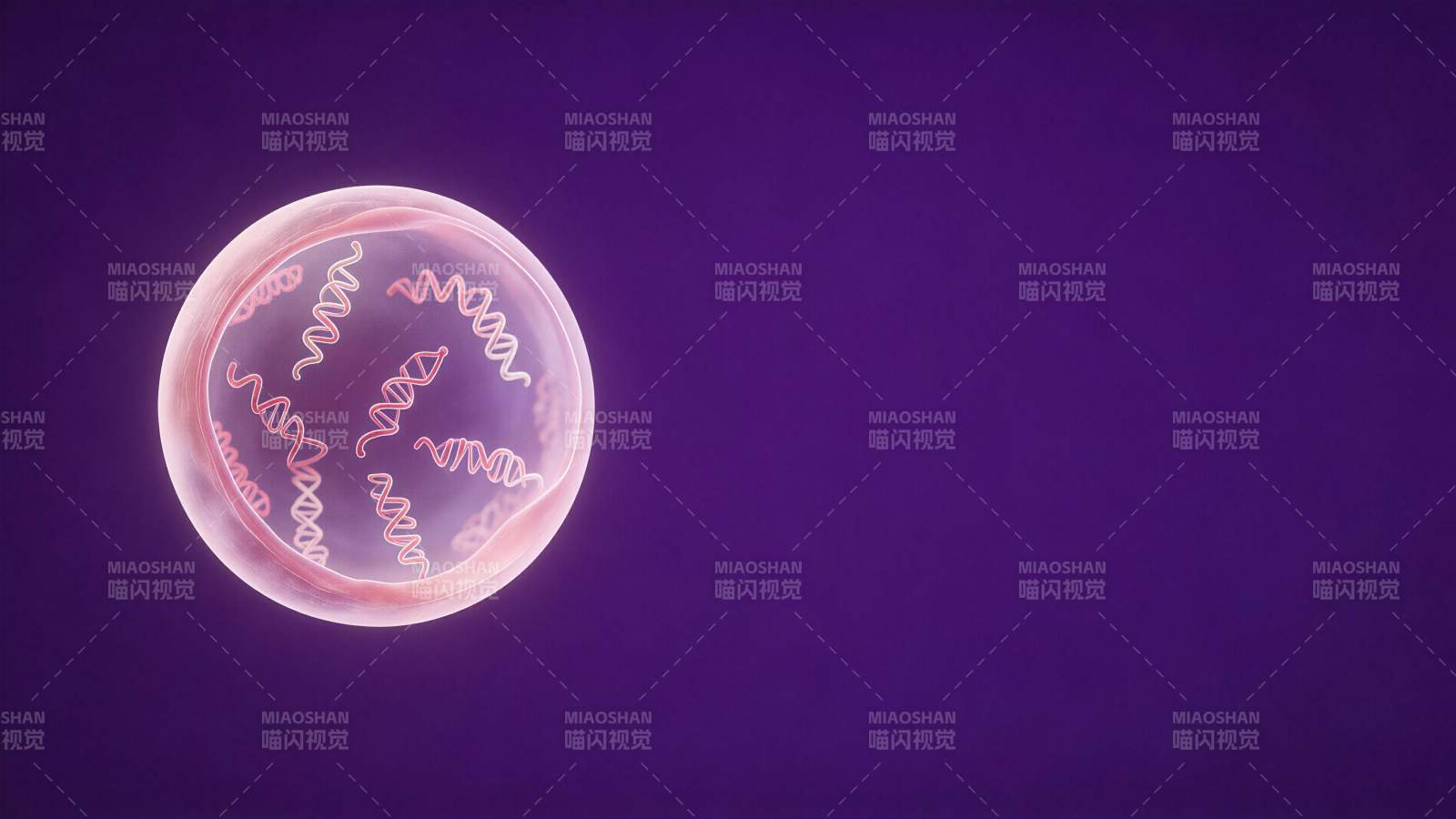 紫色背景下透明细胞内DNA双螺旋结构示意图片