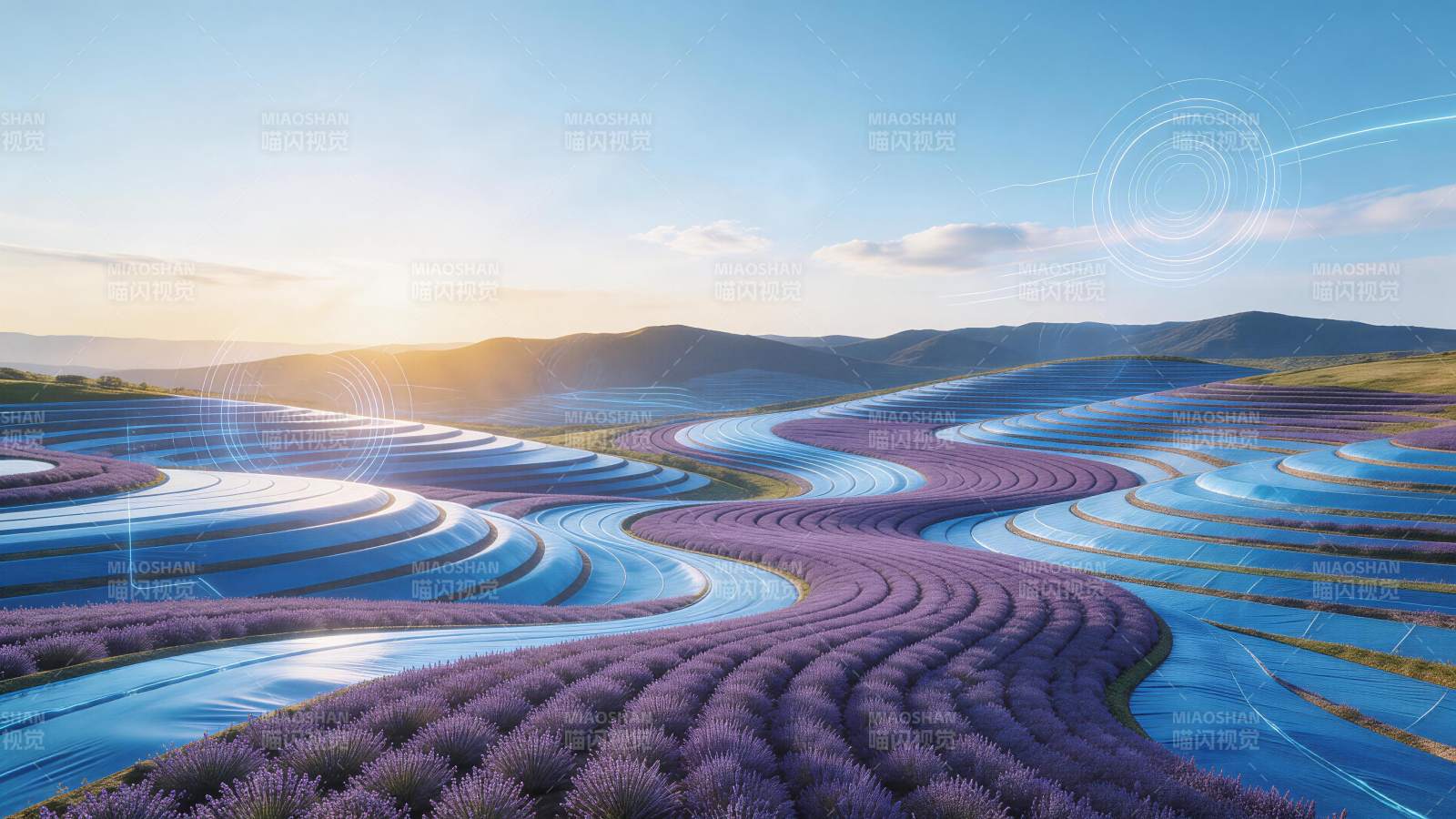 紫色薰衣草梯田与蓝色覆膜交织的田园风光图片
