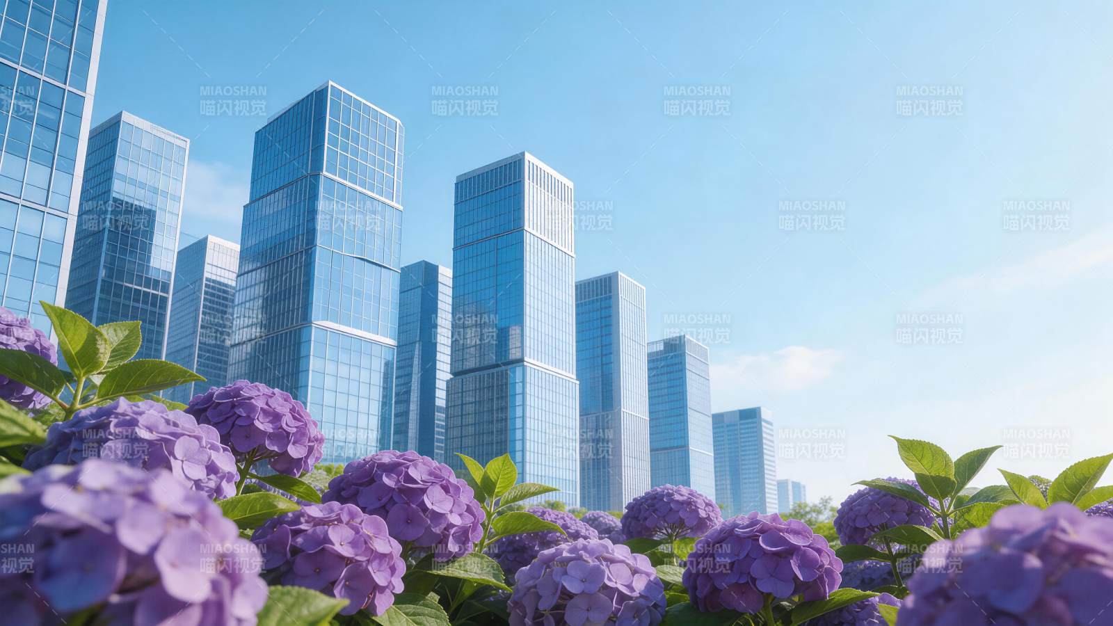 紫色绣球花前景与现代玻璃幕墙高楼群图片
