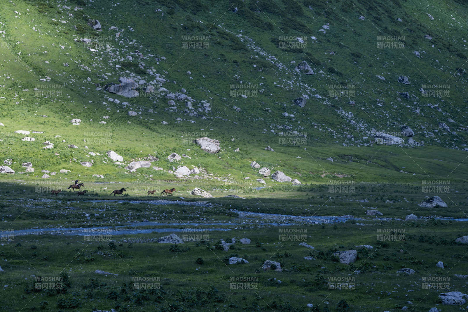 草原骏马奔腾图片