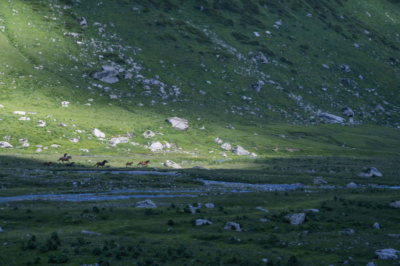 草原骏马奔腾图片