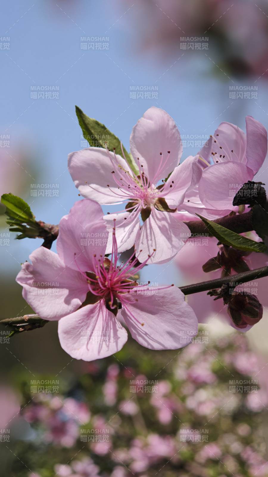 桃花绽放春意浓图片