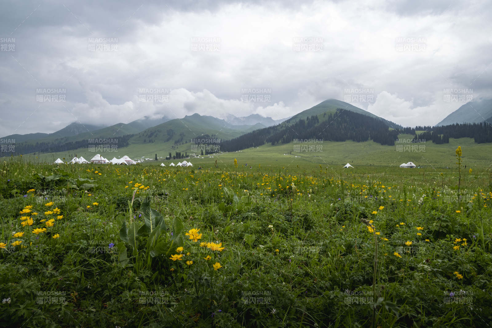草原花海与山峦图片
