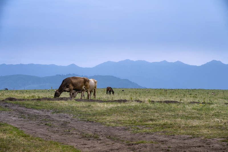草原上的牛群图片